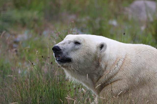 Polar bears once roamed Britain, new analysis of ancient bones and fossils has revealed. Picture: Royal Zoological Society of Scotland