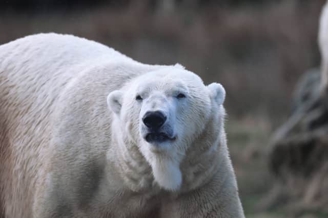 The male polar bear Arktos from the Highland Wildlife Park. Picture: Royal Zoological Society of Scotland