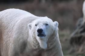 The male polar bear Arktos from the Highland Wildlife Park. Picture: Royal Zoological Society of Scotland
