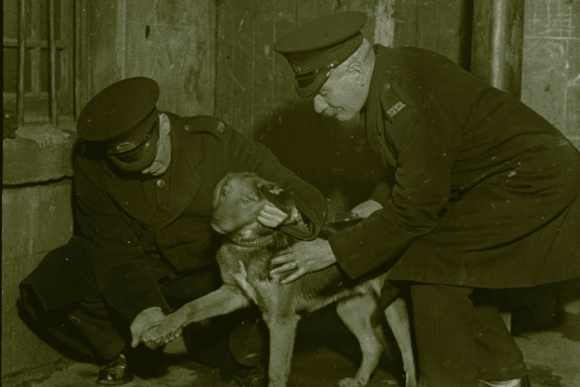 A picture of two of the earliest SSPCA inspectors tending to a dog in need in the early 1900s. PIC: SSPCA.