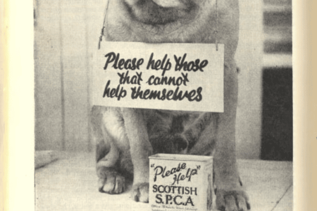 An SSPCA fundraising add from 1958. PIC: SSPCA.