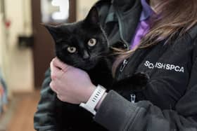 The SSPCA marks its 185th year this December. The charity started out to care for working horses at the docks in Leith and is now increasingly driven by the need to keep animals and their owners together during the cost of living crisis. PIC: SSPCA.