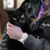 The SSPCA marks its 185th year this December. The charity started out to care for working horses at the docks in Leith and is now increasingly driven by the need to keep animals and their owners together during the cost of living crisis. PIC: SSPCA.