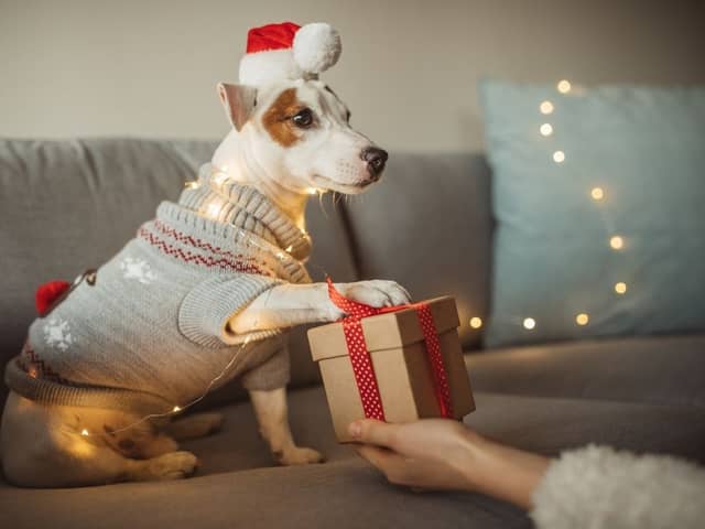 You should take care when picking a toy for your dog this Christmas.