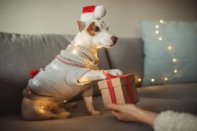 You should take care when picking a toy for your dog this Christmas.