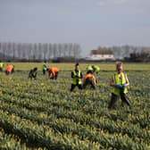 Migrants, like these flower pickers from Romania, have been propping up the UK's gross domestic product for years (Picture: Oli Scarff)