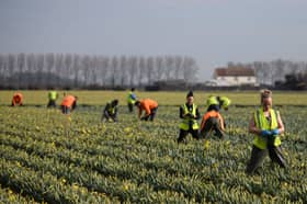 Migrants, like these flower pickers from Romania, have been propping up the UK's gross domestic product for years (Picture: Oli Scarff)