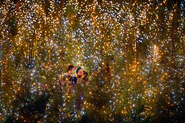 The Edinburgh Christmas Tree Maze in 2016.