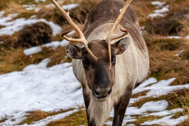 The reindeer from the Cairngorms are not travelling south this winter. Picture: Getty Images