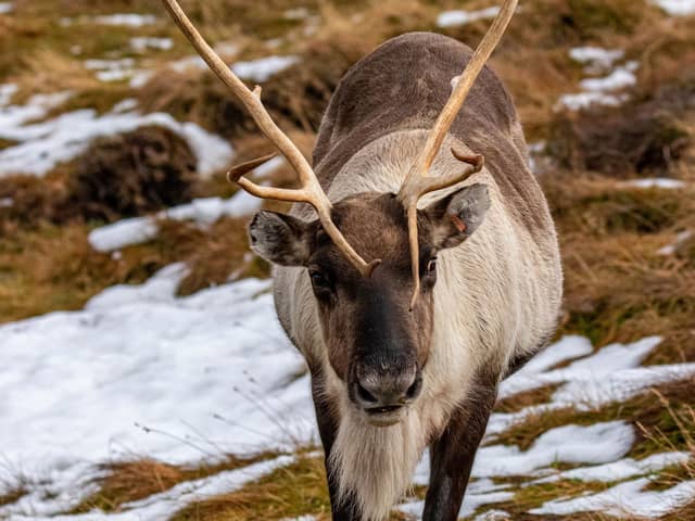 The reindeer from the Cairngorms are not travelling south this winter. Picture: Getty Images