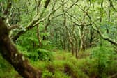 Temperate rainforests are an important habitat for many different species (Picture: Philip Formby/WTML)