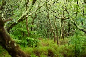 Temperate rainforests are an important habitat for many different species (Picture: Philip Formby/WTML)