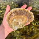 Oysters may look unassuming, but they play a huge role in improving water quality and creating habitats for other marine life