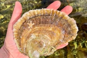Oysters may look unassuming, but they play a huge role in improving water quality and creating habitats for other marine life