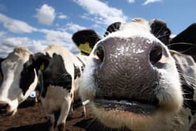 Cows grazing in a field. A case of atypical bovine spongiform encephalopathy (BSE), commonly known as mad cow disease, has been confirmed on a Scottish farm. Picture: PA