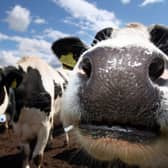 Cows grazing in a field. A case of atypical bovine spongiform encephalopathy (BSE), commonly known as mad cow disease, has been confirmed on a Scottish farm. Picture: PA
