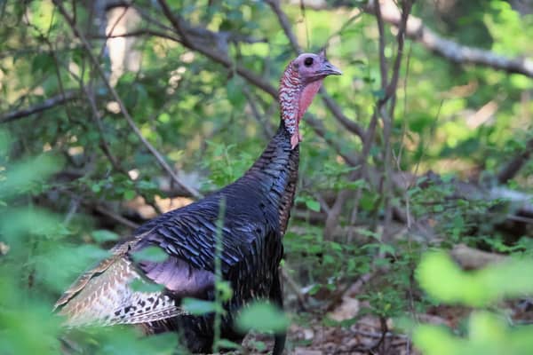 A wild turkey finds itself in a residential area of Shirley on New York's Long Island (Picture: Bruce Bennett)