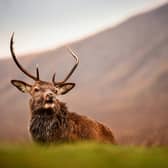 Red deer are an iconic species of the Highlands (Picture: Jeff J Mitchell)