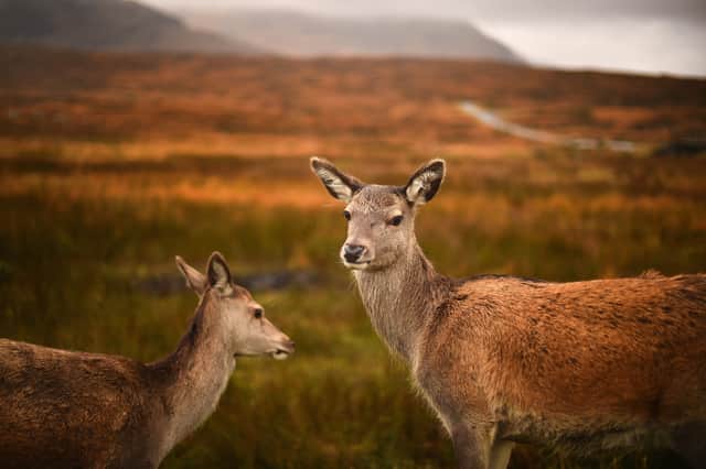 Large numbers of red deer have had a dramatic impact on the Highland habitat (Picture: Jeff J Mitchell)