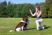 It can be hugely beneficial to train a dog with a whistle.
