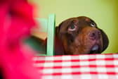Is this a familiar sight around the Christmas dinner table?
