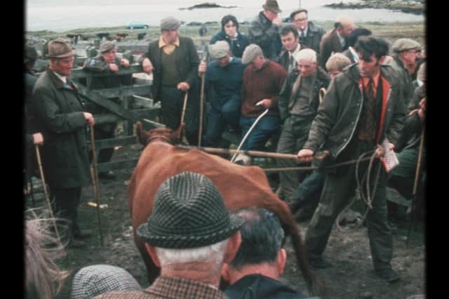 Battle of the beasts at a cattle sale. PIC: UistFilm