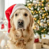 Christmas is a fun time for pets, but we need to be careful about what they eat.