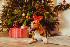 Dogs and Christmas trees aren't always the best combination.