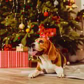 Dogs and Christmas trees aren't always the best combination.