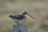 A snipe on Patrick Laurie's farm in Galloway
