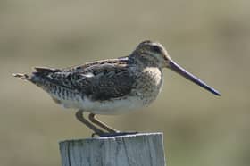 A snipe on Patrick Laurie's farm in Galloway