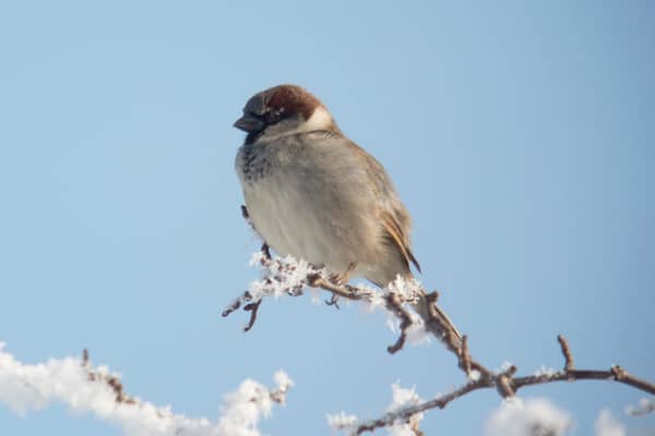 The humble house sparrow - just made it into the top five in Scotland in the 2024 count