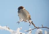 The humble house sparrow - just made it into the top five in Scotland in the 2024 count