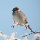 The humble house sparrow - just made it into the top five in Scotland in the 2024 count