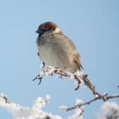 The humble house sparrow - just made it into the top five in Scotland in the 2024 count