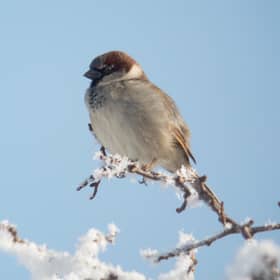 The humble house sparrow - just made it into the top five in Scotland in the 2024 count