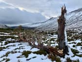 Mar Lodge's most northerly 'granny pine' has succumbed to bad weather in the last three weeks or so