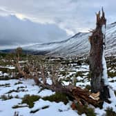 Mar Lodge's most northerly 'granny pine' has succumbed to bad weather in the last three weeks or so