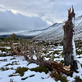 Mar Lodge's most northerly 'granny pine' has succumbed to bad weather in the last three weeks or so