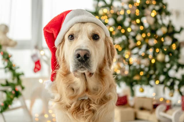 Have yourself a very furry Christmas.