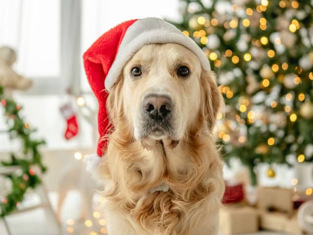 Have yourself a very furry Christmas.
