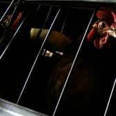 It's time to stop keeping farm animals in cages (Picture: Paco Serinelli)