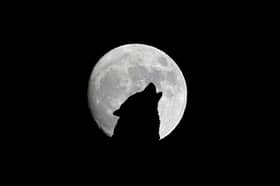 The first full moon of the year is called the Wolf Moon.