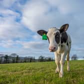 Hilda was born using IVF, as part of the Cool Cows project 