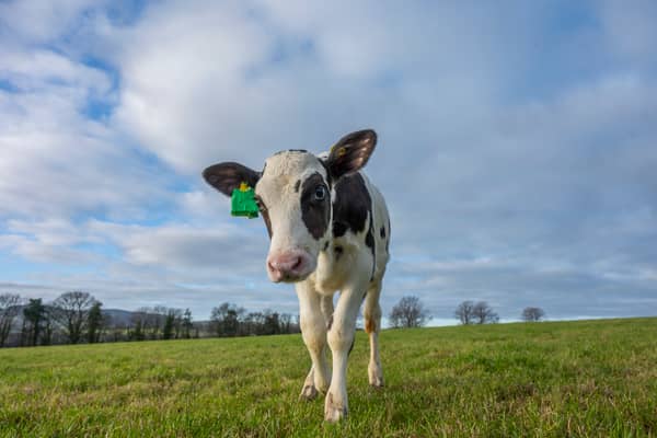 Hilda was born using IVF, as part of the Cool Cows project 