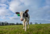 Hilda was born using IVF, as part of the Cool Cows project 