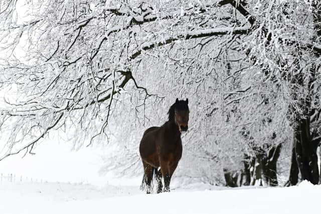 A horse in a snowy field near Shottskirk Cemetery at Salsburgh in North Lanarkshire on New Year's Day