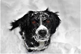 Walking dogs in the snow can present some challenges.