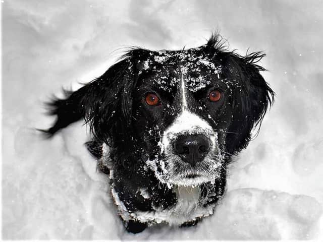 Walking dogs in the snow can present some challenges.