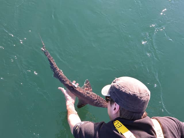 Dr James Thorburn, associate professor of Marine Ecology at Edinburgh Napier University’s Centre for Conservation and Restoration Science, with a spurdog